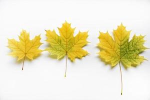 Yellow and green maple leaves on a white background close-up. Herbarium leaves. Beautiful maple leaves in autumn. photo