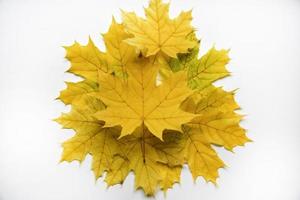 Yellow and green maple leaves on a white background close-up. Herbarium leaves. Beautiful maple leaves in autumn. photo