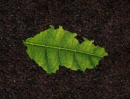 Czechia map made of green leaves on soil background ecology concept photo