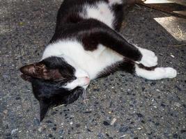 Cute black cat with white face sleeping on the ground. photo