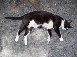 Cute black cat with white face sleeping on the ground. photo