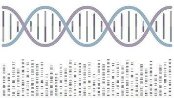 DNA double helix with sequencing bands vector illustration background