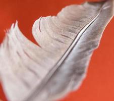 Single feather over red background photo