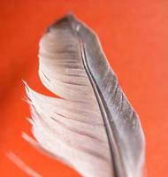 Single feather over orange background photo