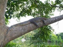 Monitor lizard resting on a big branch of a tree. photo