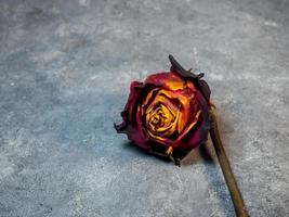 Dried orange rose on a black background. One flower is on the table. photo