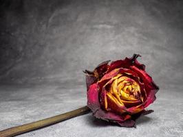 Dried orange rose on a black background. One flower is on the table. photo