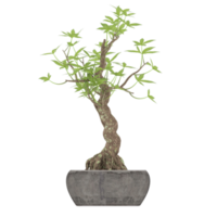 3D illustration green plant in pot png