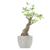 3D illustration green plant in pot png