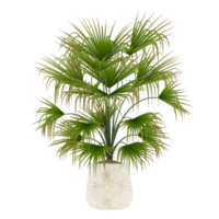 3D illustration green plant in pot png