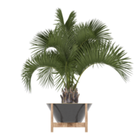 3D illustration green plant in pot png