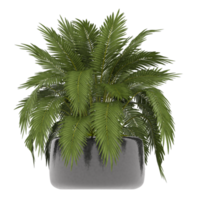 3D illustration green plant in pot png