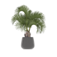 3D illustration green plant in pot png