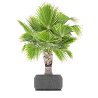 3D illustration green plant in pot png