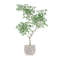 3D-Darstellung Grüne Pflanze im Topf png