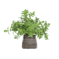 3D illustration green plant in pot png