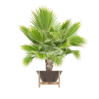 3D illustration green plant in pot png