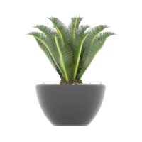 3D illustration green plant in pot png