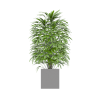 planta verde de ilustração 3D em vaso png