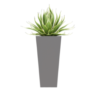 3D illustration green plant in pot png