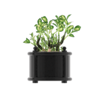 3D illustration green plant in pot png