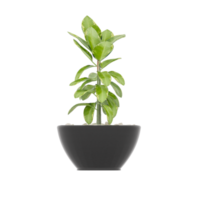 3D illustration green plant in pot png