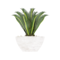 3D illustration green plant in pot png