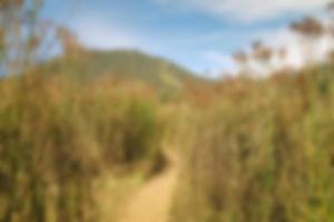 blur view of meadow in summer, with a view of dry grass. Blurred background photo