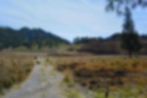 blur view of meadow in summer, with a view of dry grass. Blurred background photo