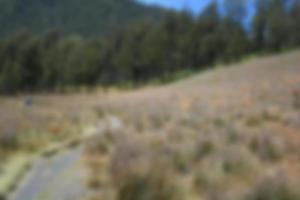 blur view of meadow in summer, with a view of dry grass. Blurred background photo