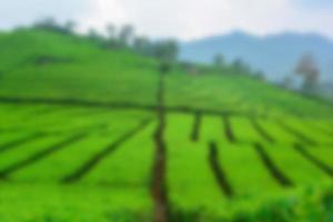 Tea garden view with cloudy clouds. Green nature blured background for your text photo