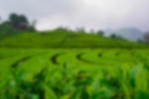 Tea garden view with cloudy clouds. Green nature blured background for your text photo