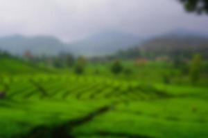 Tea garden view with cloudy clouds. Green nature blured background for your text photo