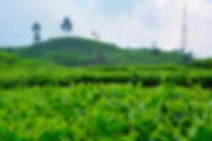 Tea garden view with cloudy clouds. Green nature blured background for your text photo