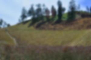 blur view of meadow in summer, with a view of dry grass. Blurred background photo