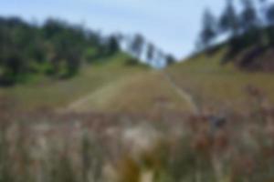 blur view of meadow in summer, with a view of dry grass. Blurred background photo