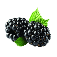 Brombeere mit Blättern png