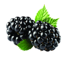 Brombeere mit Blättern png