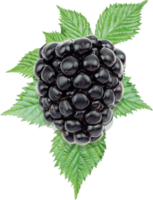 Brombeere mit Blättern png