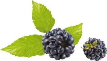 Brombeere mit Blättern png