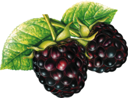 blackberry with leaves png