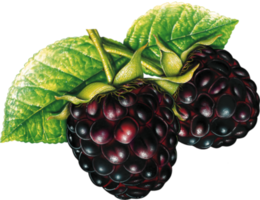 Brombeere mit Blättern png