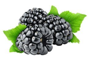 blackberry with leaves png