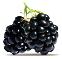 Brombeere mit Blättern png