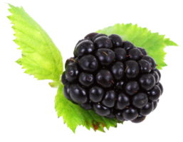 Brombeere mit Blättern png