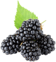 Brombeere mit Blättern png