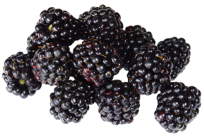 cut out of blackberry fruit png