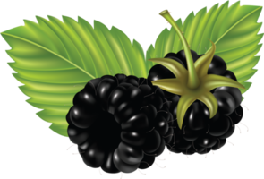 Brombeere mit Blättern png