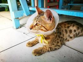 Bengal cat with a collar preventing from licking on a wound. photo