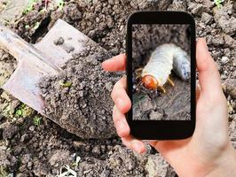 man taking photo of larva of cockchafer in garden